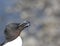 Close up of razorbill calling on Isle of Lunga Hebrides