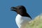 Close up of a Razorbill nesting on a cliff