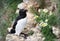 Close up of a Razorbill nesting on a cliff with daisies