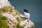 Close up of Razorbill perched on cliff edge