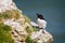 Close up of Razorbill perched on cliff edge overlooking Ocean