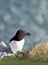 Close up of Razorbill perched on the cliffs