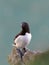 Close up of a Razorbill perched on a rock