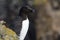 Close up of a Razorbill Seabird