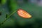 Close up of a ready to open Tiger Lily bloom