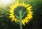 Close up of rear veiw sunflowers blooming against morining light