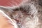 Close-up of a receding hairline on a cat's ear. Microsporia or lichen in a kitten, hair falls out and skin peels off.