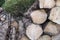 Close-up of recently felled logs