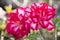 Close up red Adenium, red flower on the nature background