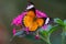 Close-up of Red Admiral Butterfly