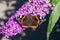 Close up of a Red Admiral butterfly on a Buddleia