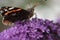 Close up of Red Admiral butterfly feeding on a Buddleia plant