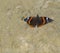 Close up red admiral butterfly on sandstone background