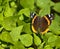 Close-up of Red Admiral Butterfly, St Petersburg, Florida