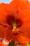 Close up of a red Amaryllis with green centre, pistil and stamen