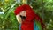 Close up of Red Amazon Scarlet Macaw parrot or Ara macao, in tropical jungle forest.