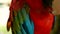 Close up of Red Amazon Scarlet Macaw parrot or Ara macao, in tropical jungle forest. Wildlife Colorful portrait of bird