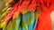 Close up of Red Amazon Scarlet Macaw parrot or Ara macao, in tropical jungle forest. Wildlife Colorful portrait of bird