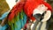 Close up of Red Amazon Scarlet Macaw parrot or Ara macao, in tropical jungle forest. Wildlife Colorful portrait of bird