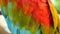 Close up of Red Amazon Scarlet Macaw parrot or Ara macao, in tropical jungle forest. Wildlife Colorful portrait of bird