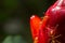 Close up red ant on cheilocostus speciosus flower