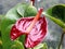 Close-up of red Anthurium flower blooming in Blossom Hydel Park, Kerala, India