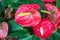 Close up of Red anthurium in garden.