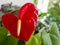 Close-Up Of Red Anthurium in the shape of a heart Blooming indoors