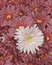 Close Up of Red Artificial Daisy Flowers