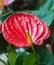 Close up of a red Arum.