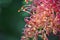 Close up of a red Australian native grevillea flower