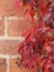 Close up Red Autumn leaves and black berries on a brick wall