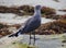 Close-up of red-beaked seagull calmly standing in tidal pool