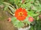 close up red beauty zinnia flower at garden