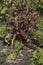 Close up on red beet bushes, ecological garden