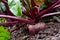 Close up of red beetroot growing in wet garden soil. Ready for h