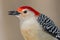 Close up of a Red-bellied woodpecker bird with a sunflower seed in his mouth