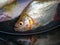 Close up of red belly piranhas in a bowl