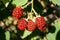 Close-up of red berries of Caucasian blackberry garden Rubus sub