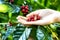 Close up red berries coffee beans on agriculturist hand background