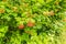 Close-up of red berries of Guelder rose, Viburnum opulus