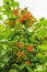 Close-up of red berries of Guelder rose, Viburnum opulus