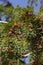 Close-up of the red berries of the taxus baccatta