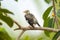 Close-up of red-billed starling Spodiopsar sericeus sitting on a branch
