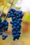 Close up of red black bunches Izabella grapes growing in vineyard with blurred background and copy space. Harvesting in the