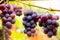 Close up of red black bunches Pinot Noir grapes growing in vineyard with blurred background and copy space. Harvesting in the