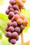 Close up of red black bunches Pinot Noir grapes growing in vineyard with blurred background and copy space. Harvesting in the