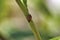 Close-up of a red and black spotted ladybug on a strand of grass.