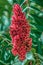 Close up of a red blooming ear of a staghorn sumac rhus typhina hirta