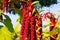 Close up of red blooming flower with hanging blossoms Amaranthus caudatus, Kiwicha